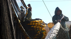 Karadenizli tayfalar Marmara'da balık olmayınca memleketlerine erken döndü