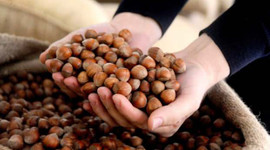 Fındıkta düşük fiyat baskısı!