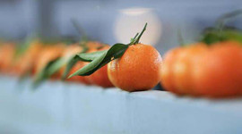 Rusya'ya en çok mandarin ihraç edildi