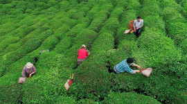 ÇAYKUR mevsimlik işçi alacak