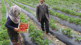 Çilek, kilosu 30 liradan pazara giriş yaptı