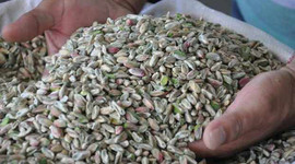 "Yeşil altın" rekoltesinde beklenti yüksek