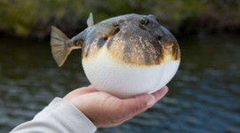 Her isteyen balon balığı avlayamayacak