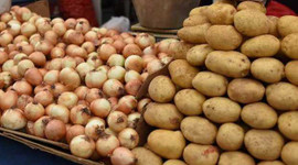 Fiyatı 5 TL'ye çıkan soğanda rekolte bekleniyor