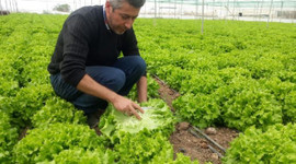 Koronavirüs yüzünden fiyatı yarı yarıya düştü