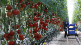 Domates ihracatı ilk çeyrekte yüzde 10 arttı