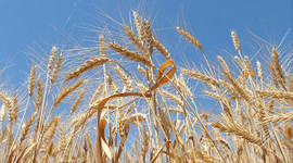 Buğday üretiminde artış bekleniyor