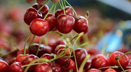 Sezonun ilk kirazı açık artırmayla kilogramı 400 liradan satıldı