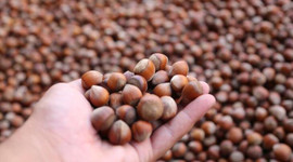Koronavirüs salgınında satışı artan fındığın fiyatı yükseldi