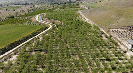 Fiyatı 7,5 TL olan Çağla, üreticisinin yüzünü güldürdü