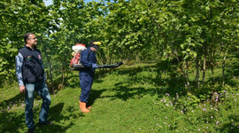 Fındıkta külleme mücadelesi başladı