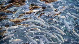 Baraj göllerinden balık üretimine katkı