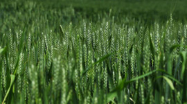 Açıklanan buğday alım fiyatları çiftçilerin yüzünü güldürdü