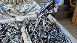 Hamsi ihracatı 6,3 milyon dolar kazandırdı