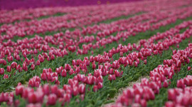 Türkiye'den 12 ülkeye "lale" ihracatı