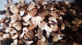 Kurutulmuş kuzugöbeği mantarı, 800 liraya satılıyor