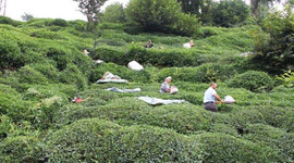 Çay hasadı için Rize'ye gelenlerin sayısı 16 bini buldu