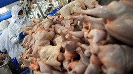 Kanatlı sektörünün gözü kulağı turizmde