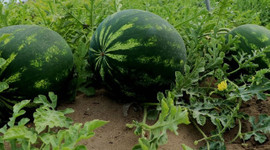 Adana karpuzunda 800 bin ton rekolte bekleniyor