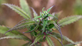 Kenevirde 2 yeni tür tohum üretildi