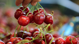 Üreticinin yüzü güldü