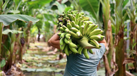 Çukurova'da muz üretim alanları genişliyor