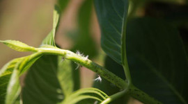 Karadeniz'de 'vampir kelebek' kabusu yeniden başladı