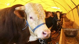 Kurbanlıklar satışta!