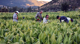 Tütün ihracatçılarından doldurulmuş makaron satışına hapis cezasına destek