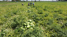 Bafra Ovası'nda üretilen karpuz tarladayken alıcı buluyor