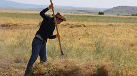 Çiftçinin yeni alternatifi verim rekoru kırdı