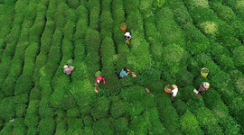 ÇAYKUR'da yaş çay bedeli ödemelerine başlandı