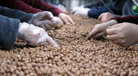 Fındık için markalaşma önerisi