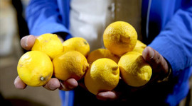 Limon ihracatında ön izin şartı kaldırıldı
