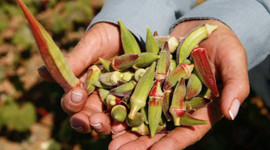 Su kullanılmadan yetiştiriliyor! Kilosu 20 TL'nin altına düşmedi