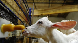 Türkiye koyun sütü üretiminde ilk sıraya yükseldi