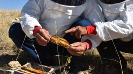 Yılda 5 bin adet üretim tanesini 50 liradan satıyor