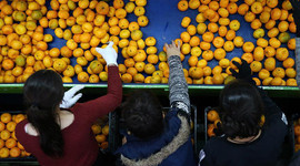 Türkiye narenciye ihracatında yüzde 32 artış yakaladı