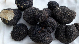 Tarım ve Orman Bakanlığı harekete geçti: Dünyanın en pahalı mantarlarından trüf için yatırım daveti