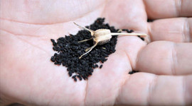 Korona virüsle birlikte fiyatı 3'e katladı