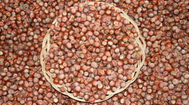 Türkiye’nin fındık haritası değişiyor