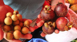 Antalya'da yetişiyor, kilosu 350 lira