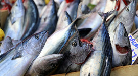 Şarköy’de palamut bolluğu fiyatlara da yansıdı