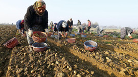 Patates tarlada kaldı