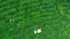Türk çay sektörü Kovid-19 sürecini verimli geçirdi
