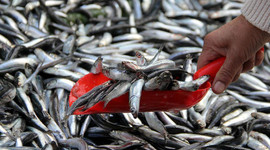 Balık fiyatı yüzde 19,8 düştü