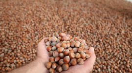 Fındık ihracatından 11 sezonda 21 milyar doları aşkın gelir sağlandı