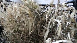 Yasak kalkınca 60 yıl sonra yeniden üretildi