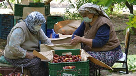 Bir ağaçtan 20 kilogram elde ediliyor! Kilosu 10 TL’den satılıyor