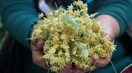 Ihlamurun fiyatı da, satışı da arttı!